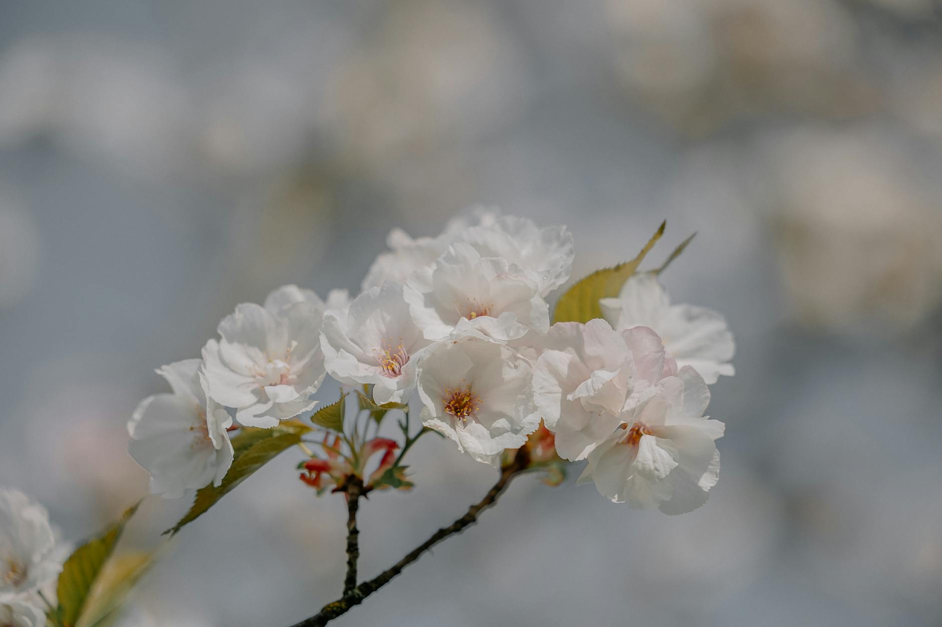 Różowe i białe kwiaty wiśni i czereśni w Mrągowie na tle zieleni i błękitnego nieba